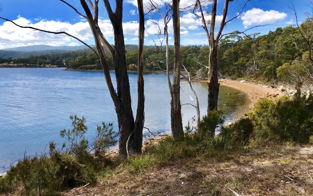 MEDIA RELEASE – Call to Close all Salmon hatcheries that pollute state’s rivers, 6 July 2026