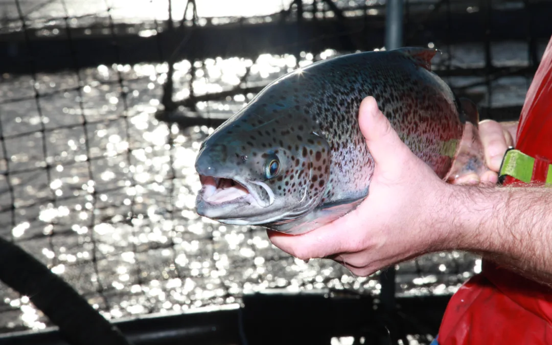 MEDIA RELEASE – Winter salmon mortalities worse than last year, 17 July 2026